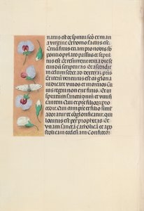 Kuningatar Isabella Katolisen, Espanjan kuningatar: Fol. 91v, c. 1500. tekijältä Master of the First Prayerbook of Maximillian