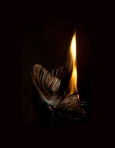 Palava perhonen 13, 2013 (Lambda-painos) tekijältä Mat Collishaw