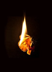 Palava perhonen 17, 2013 (Lambda print) tekijältä Mat Collishaw
