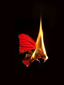 Palava perhonen 18, 2013 (Lambda-painos) tekijältä Mat Collishaw