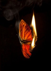 Polttava perhonen 4, 2013 (Lambda print) tekijältä Mat Collishaw