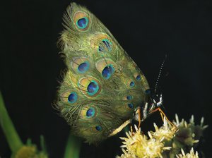 Perhosia ja kukkia, 2004 (Dura läpinäkyvyys ja valolaatikko) tekijältä Mat Collishaw
