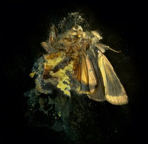 Hyönteismyrkky 12, 2006 (C-tyypin valokuva) tekijältä Mat Collishaw