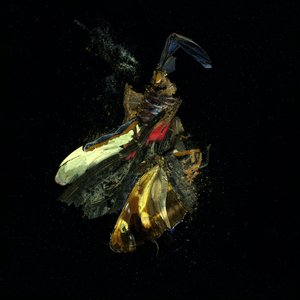 Hyönteismyrkky 18, 2009 (C-tyypin valokuva) tekijältä Mat Collishaw