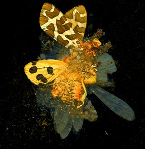 Hyönteismyrkky 24, 2008 (C-tyypin valokuva) tekijältä Mat Collishaw