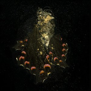 Hyönteismyrkky 28, 2011 (C-tyypin valokuva) tekijältä Mat Collishaw