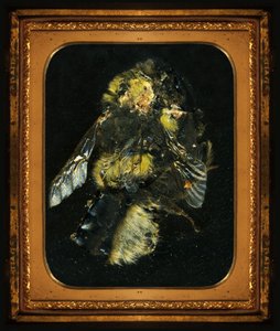 Hyönteismyrkky 2, 2006 (C-tyypin valokuva) tekijältä Mat Collishaw