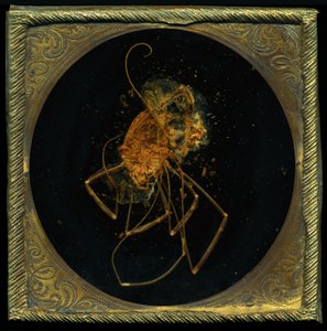 Hyönteismyrkky 5, 2006 (C-tyypin valokuva) tekijältä Mat Collishaw