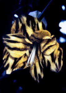 Tiger Skin Lily tekijältä Mat Collishaw