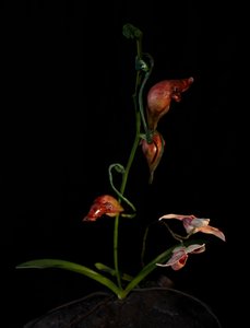 Venal Muse, Lafage, 2012 (hartsi, emalimaali, puu, lasi, teräs) tekijältä Mat Collishaw