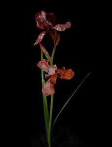 Venal Muse, Viridor, 2012 (hartsi, emalimaali, puu, lasi, teräs) tekijältä Mat Collishaw