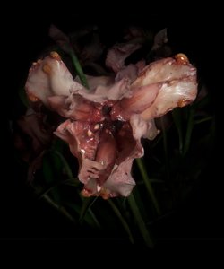 Venal Muse, Viridor, 2012 (hartsi, emalimaali, puu, lasi, teräs) tekijältä Mat Collishaw