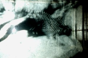 Wormery, 2009 (Puu, lasi, teräs, projektori ja soitin) tekijältä Mat Collishaw