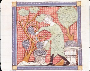 Fol.59r syyskuu: Sadonkorjuu