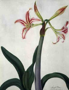 Amaryllis Vitata (akvarelli ja guassi lyijykynän päällä vellum)