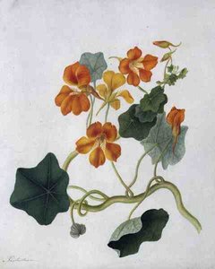 Tropaeolum (akvarelli ja guassi lyijykynän päällä vellum)