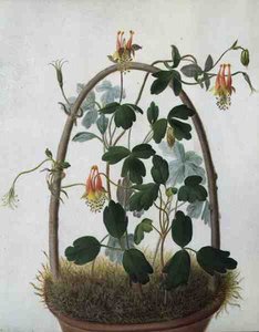 Tropaeolum Tuberosum (akvarelli ja guassi lyijykynän päällä vellum)