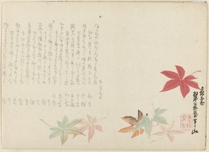 Japanilainen vaahtera tekijältä Matsukawa Hanzan