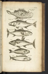 Tab III, tonnikalat, kuvitus teoksesta Historiæ naturalus de quadrupetebus tekijältä Mattaus the Younger Merian