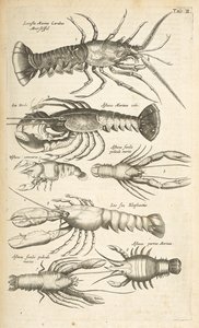 Tab II, hummerit, kuvitus teoksesta "Neljajalkaisten luonnonhistoria" tekijältä Mattaus the Younger Merian