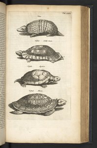 Tab 80, Kilpikonnat, Kuvitus teoksesta "Nelijalkaisten luonnonhistoria" tekijältä Mattaus the Younger Merian