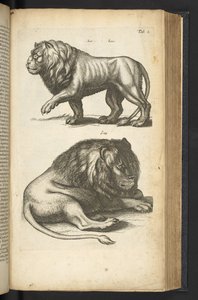 Tab L, Lionit, kuvitus artikkelista "Neljajalkaisten luonnonhistoria" tekijältä Mattaus the Younger Merian