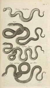 Tab V, Käärmeet, kuvitus teoksesta "Neljajalkaisten luonnonhistoria" tekijältä Mattaus the Younger Merian
