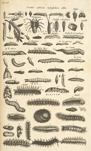 Tab XIX, Toukat, Kuvitus teoksesta "Nelijalkaisten luonnonhistoria"