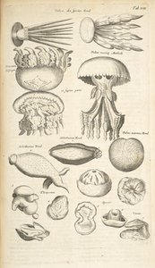 Tab XIX, meduusat, merikurkut ja muut meren eläimet, kuvitus teoksesta "Nelijalkaisten luonnonhistoria"