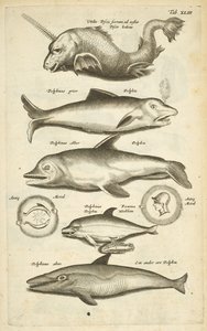 Tab 43, Dolphins, kuvitus teoksesta "Neljajalkaisten luonnonhistoria" tekijältä Mattaus the Younger Merian