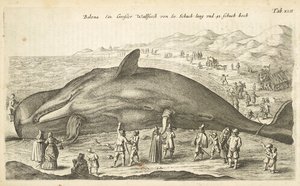Tab XLII, valas, kuvitus teoksesta Historiæ naturalus de quadrupetebus tekijältä Mattaus the Younger Merian