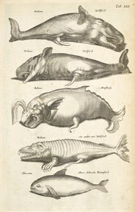 Tab XLI, Valaat, kuvitus teoksesta Historiæ naturale de quadrupetibus