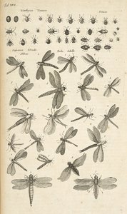 Tab XVII, Sudenkorennot, Kuvitus teoksesta "Nelijalkaisten luonnonhistoria" tekijältä Mattaus the Younger Merian