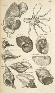 Tab X, Octopus- ja Nautilus-kuoret, kuvitus teoksesta Historiæ naturalus de quadrupetibus