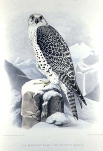 Islannin haukka, H. Schlegelin ja A.H.:n Traite de Fauconneriesta. Verster de Wulverhorst tekijältä Mattias Wolf