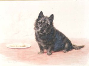Suppertime - skotlantilainen terrieri istuu lautasella