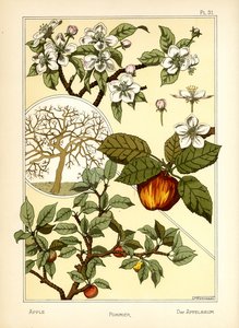 Omenapuu (väri litho) tekijältä Maurice Pillard Verneuil
