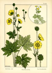 The Buttercup (väri litho) tekijältä Maurice Pillard Verneuil