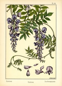 The Glycine (väri litho) tekijältä Maurice Pillard Verneuil