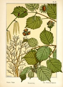 Hazel Tree (väri litho)
