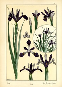 Iris (värinen lito) tekijältä Maurice Pillard Verneuil
