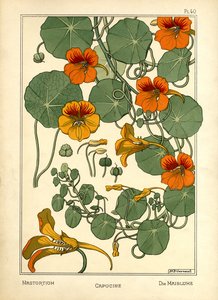 Nasturtium (väri lito)