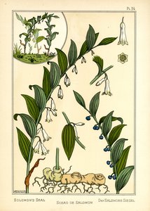 Salomonin sinetti (väri litho)