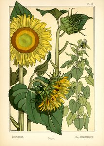 Auringonkukka (väri litho)
