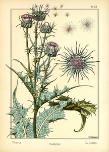 Thistle (väri litho) tekijältä Maurice Pillard Verneuil
