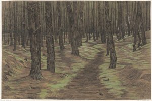 mäntymetsää