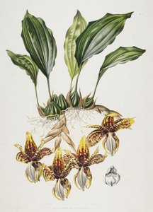Stanhopen tiikeriorvokki, 1838