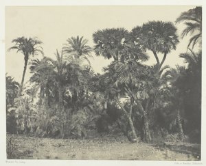 Wood of Date Palms and Palm Trees Doums, Ylä-Egypti, 184951, painettu 1852. tekijältä Maxime Du Camp