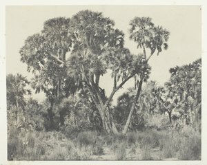 Palmupuut Doums, Ylä-Egypti, 184951, painettu 1852. tekijältä Maxime Du Camp