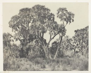 Doum palmut, Ylä-Egypti